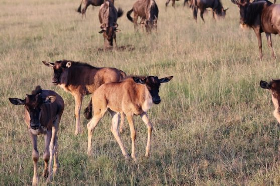 Ndutu & Southern Serengeti